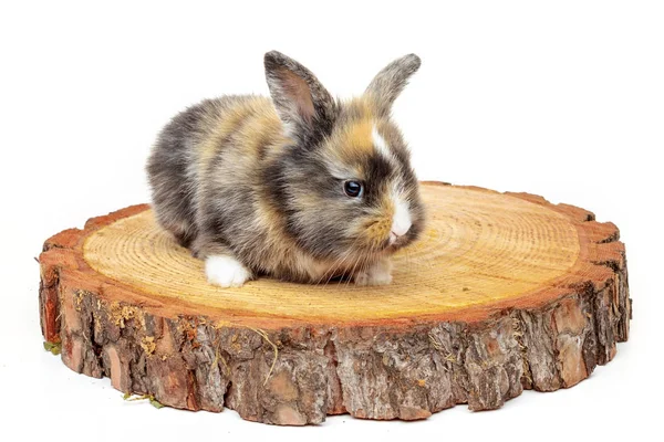 Cute baby rabbit on wooden saw cut pine — Stock Photo, Image