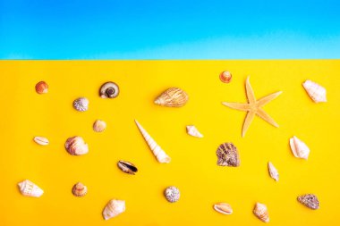 Deniz kabuklarını ve sarı ve mavi arka plan üzerinde yıldız.