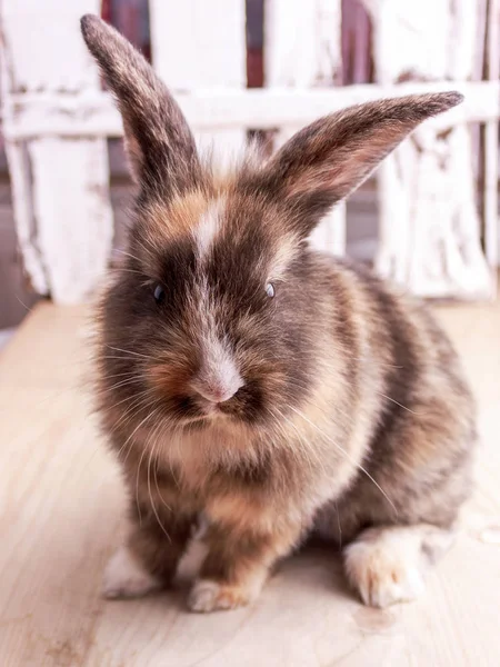 Tricolor rabbit with big ears on wooden background