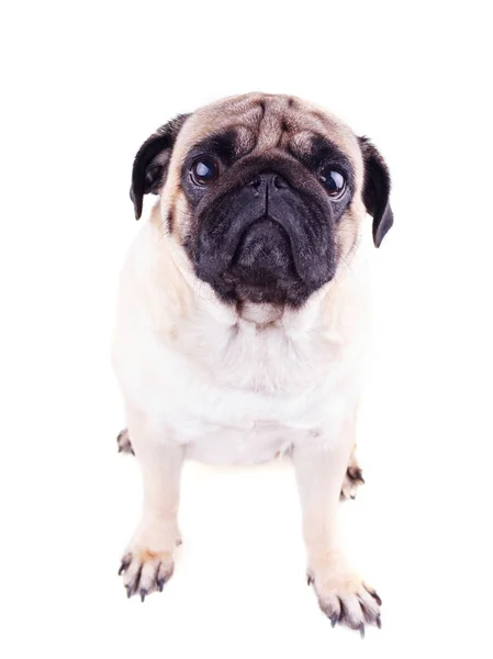 Potret anjing pug dengan mata sedih besar. Terisolasi — Stok Foto