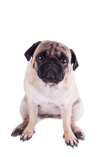 Retrato de un perrito con grandes ojos tristes. Aislado —  Fotos de Stock