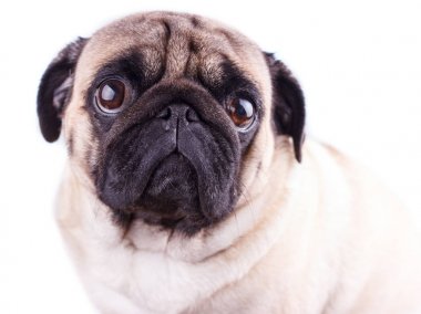 Büyük hüzünlü gözleri olan bir köpeğin portresi. Izole