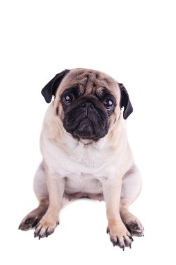 Büyük hüzünlü gözleri olan bir köpeğin portresi. Izole