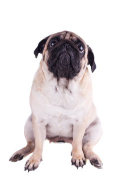 Üzgün köpek Pug oturur ve yukarı bakıyor. Izole