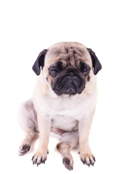 Ritratto di un cane carlino con grandi occhi tristi. Isolato — Foto Stock