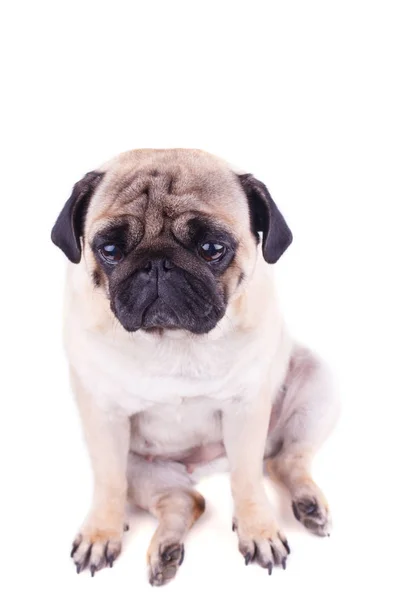 Retrato de un perrito con grandes ojos tristes. Aislado —  Fotos de Stock