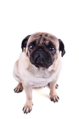 Büyük hüzünlü gözleri olan bir köpeğin portresi. Izole