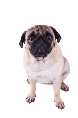 Büyük hüzünlü gözleri olan bir köpeğin portresi. Izole