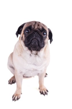 Büyük hüzünlü gözleri olan bir köpeğin portresi. Izole