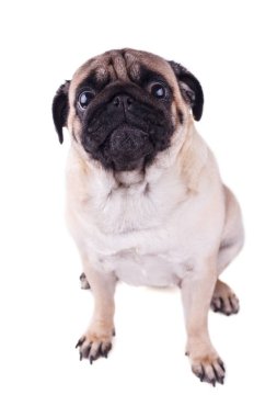 Büyük hüzünlü gözleri olan bir köpeğin portresi. Izole