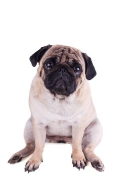 Büyük hüzünlü gözleri olan bir köpeğin portresi. Izole
