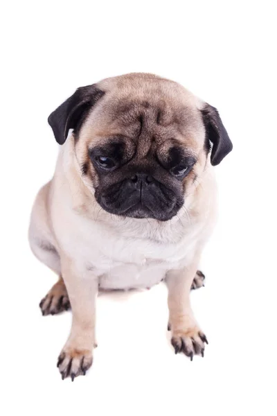 Portrét pugného psa s velkými smutnýma očima. Izolované — Stock fotografie