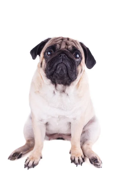 Retrato de un perrito con grandes ojos tristes. Aislado —  Fotos de Stock