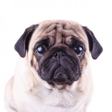 Büyük hüzünlü gözleri olan bir köpeğin portresi. Izole