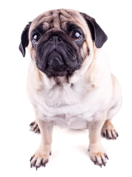 Portretul unui câine pug cu ochi mari și triști. Izolat — Fotografie, imagine de stoc