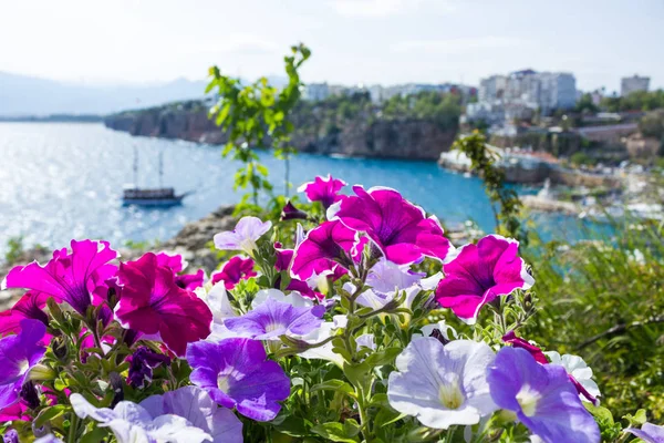 Ön planda parlak çiçekler ile Antalya'da Akdeniz limanının görünümü