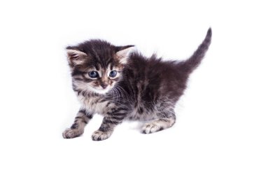 Mavi gözlü gri çizgili kedi yavrusu. İzole beyaz