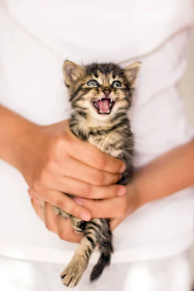 Very little tabby kitten in hands. Meow screaming cat — Stock Photo, Image