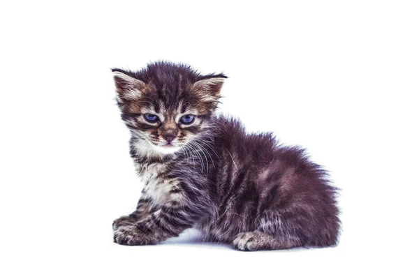 Grijs gestreepte kitten met blauwe ogen. Geïsoleerde witte — Stockfoto