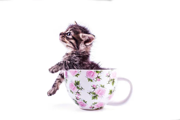 Маленький котенок в большой белой чашке — стоковое фото