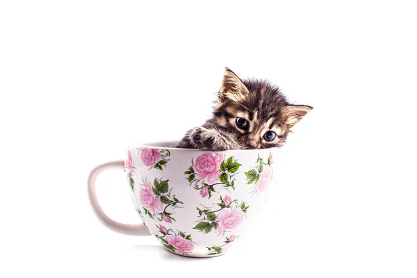 Malá kočička ve velkém bílém poháru — Stock fotografie