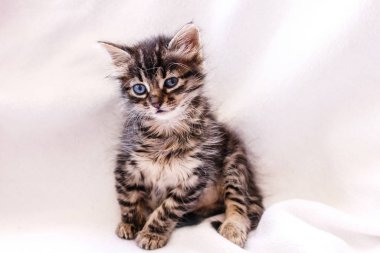 Büyük mavi gözlü güzel kabarık tekir yavrusu