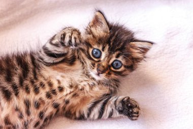 Büyük mavi gözlü güzel kabarık tekir yavrusu