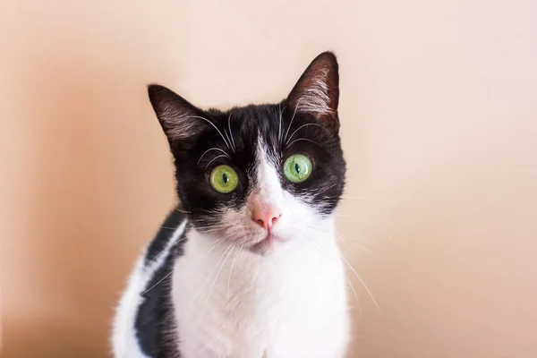 Fekete-fehér macska, nagy zöld szemmel keres egyenesen a kamerába. — Stock Fotó