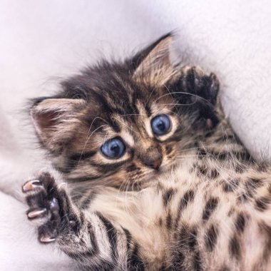 Büyük mavi gözlü güzel kabarık tekir yavrusu