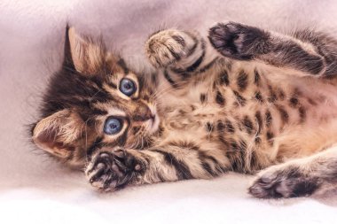 Büyük mavi gözlü güzel kabarık tekir yavrusu