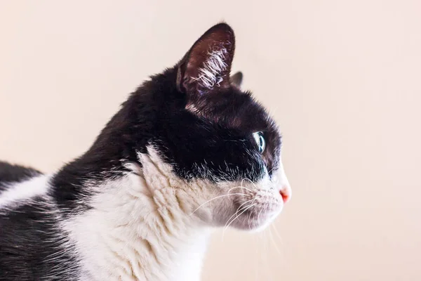Schwarz-weiße Katze mit großen grünen Augen schaut weg. — Stockfoto