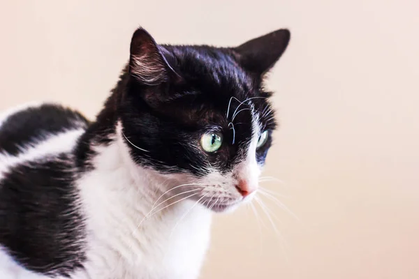 Gato blanco y negro con grandes ojos verdes mira hacia otro lado . —  Fotos de Stock