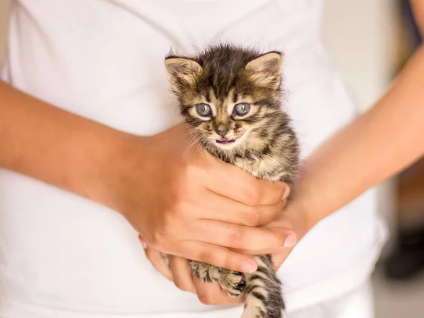 Sehr kleines gestromtes Jungtier in den Händen. Miau schreiende Katze — Stockfoto