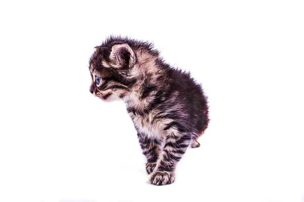 Gatito rayado gris con ojos azules. Blanco aislado —  Fotos de Stock