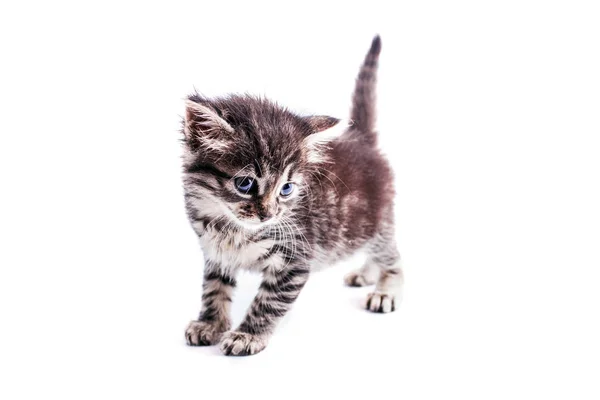 Hermoso gatito mullido tabby con grandes ojos azules —  Fotos de Stock