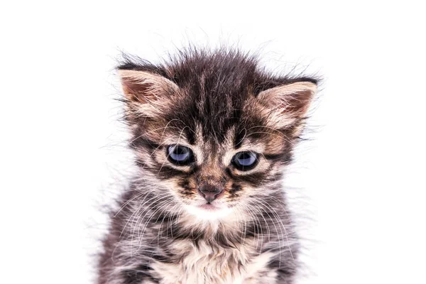 Beautiful fluffy tabby kitten with big blue eyes — Stock Photo, Image