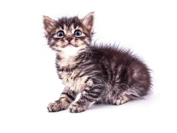 Hermoso gatito mullido tabby con grandes ojos azules aislados —  Fotos de Stock
