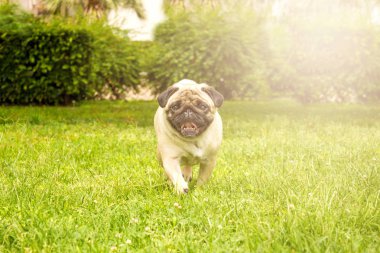 Yeşil çim ile çalışan neşeli Pug köpek