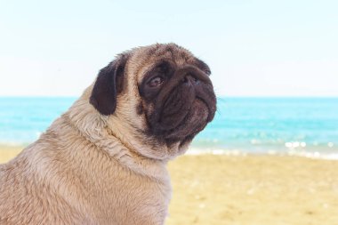 Üzücü Pug köpek sahilde oturur ve denize bakıyor. Rahatlatıcı ve soğutmak Pug