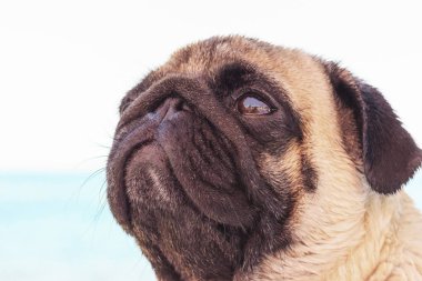 Üzücü Pug köpek sahilde oturur ve denize bakıyor. Rahatlatıcı ve soğutmak Pug