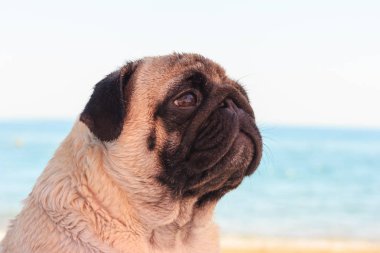 Üzücü Pug köpek sahilde oturur ve denize bakıyor. Rahatlatıcı ve soğutmak Pug