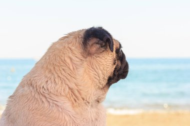 Üzücü Pug köpek sahilde oturur ve denize bakıyor. Rahatlatıcı ve soğutmak Pug
