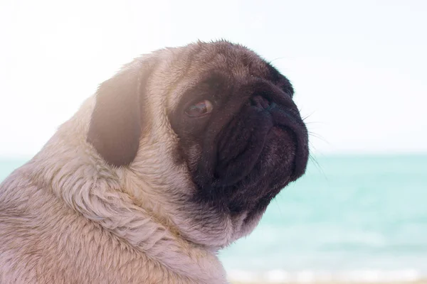 Sad pug dog sits on the beach and looks at the sea. Pug relaxing and chilling out — Stock Photo, Image