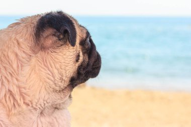 Üzücü Pug köpek sahilde oturur ve denize bakıyor. Rahatlatıcı ve soğutmak Pug