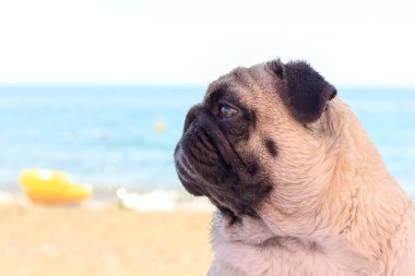 Üzücü Pug köpek sahilde oturur ve denize bakıyor. Rahatlatıcı ve soğutmak Pug