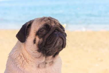 Üzücü Pug köpek sahilde oturur ve denize bakıyor. Rahatlatıcı ve soğutmak Pug