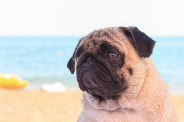 Üzücü Pug köpek sahilde oturur ve denize bakıyor. Rahatlatıcı ve soğutmak Pug