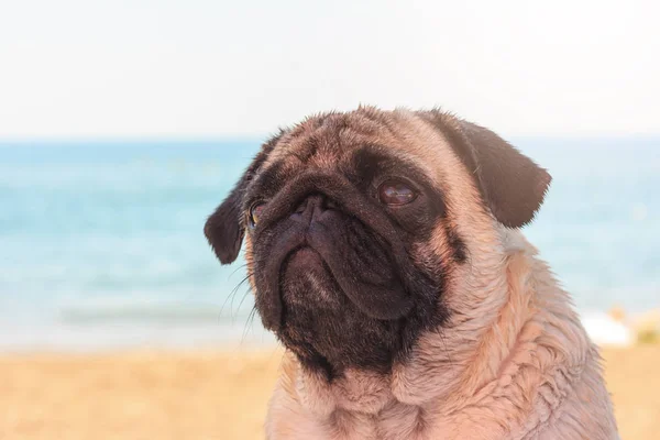 Sad Pug pies siedzi na plaży i patrzy na morze. Pug relaks i chłodzenie — Zdjęcie stockowe