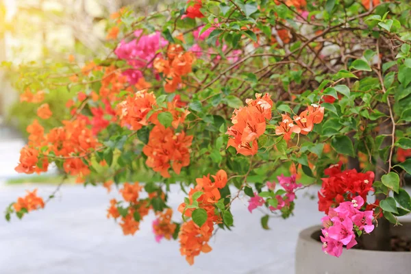 Красочный Бугенвиллия Бумажный Цветок Саду — стоковое фото