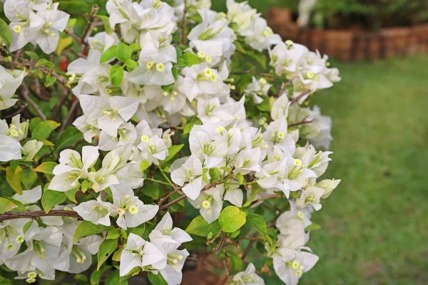 Bougainvillea Biały Papier Kwiatów Ogrodzie — Zdjęcie stockowe